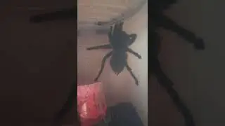 У Машеньки тусовка.
