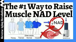 No.1 Way to Raise Muscle NAD (Not NMN or NR??)