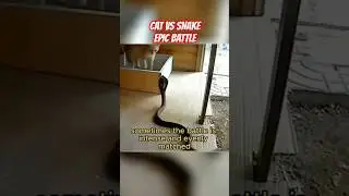 Cat vs Snake 🐱🐍 Epic Showdown! Who Wins This Battle?
