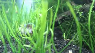 Nothobranchius Guentheri