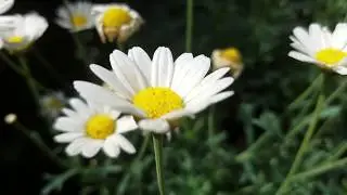 Die Margerite (Leucanthemum) #Korbbl&uuml;tler #ἄ&nu;&theta;&omicron;&sigmaf;&nbsp;#&aacute;nthos&nbsp;#Bl&uuml;te #Flower #Snowwhite #sch&ouml;neBl&uuml;te