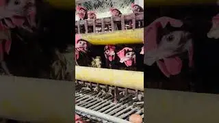 Gathering eggs from poultry farm chickens&nbsp;🐓😱#satisfying #chicken #egg #farming #villagelife #foryou