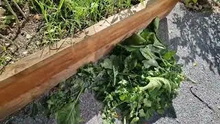 Tomato and planter box tidy