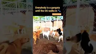 Gang leader 🐕&zwj;🦺 #joshivideep #love #yt #trending #shortsfeed #super #gangleader #success #subscribe