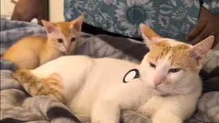 Krish and Dhruv's cuteness overload #love #shortvideo #funny #cat #pets 
