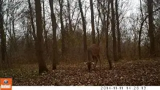 7 pointer