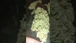 2 weeks into the curing process. She tastes so good 🤤 #DurbanPoison #greenhouse #kingsolomon