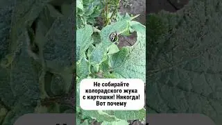 Не собирайте колорадского жука с картошки! Никогда! #лайфхаки #рецепты #огород #садоводство