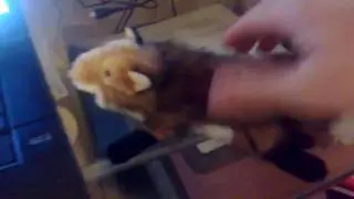 Squeaky Fox!