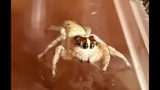 Jumping Spider Beginner Sling Care