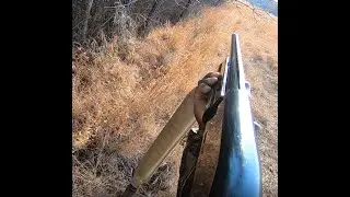 DEER HUNTING W/ DOGS (KILLSHOT) - (12-27-2021)