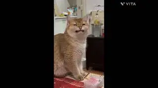 #cute #cat Force full smile 😺!!!