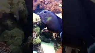 THIS IS HUGE - Marine Black Tang. King Of His Aquarium 🐟 🤣 #marineaquarium