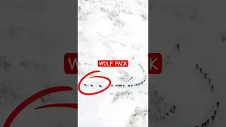 🐺 Meet Nature&rsquo;s Ultimate Team &ndash; The Wolf Pack! #shorts #animals