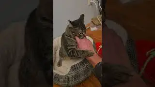 Wrestling cat. #zod