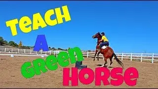 Teach a Green Horse || To stand while mounting
