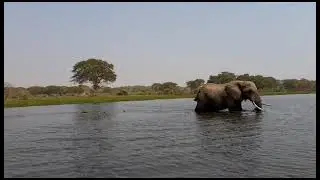Elephants crossing the Shire River