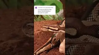 #goodvibes #royalpythons