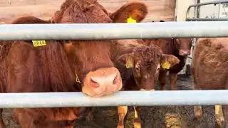 Beautiful red cows #switzerland #nature #village #travel #cow #animals #street #autumn