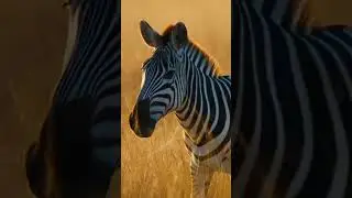 #tiger chasing #zebra #wildlife #hunting #animals #leopard #fypシ゚viral #fypシ #trending #wildanimals