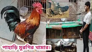 220 পাহাড়ি মুরগির খামার পাওয়া যাবে পাহাড়ি মুরগির বাচ্চা। বংশাল ঢাকা । Aseel & Chicken BD।