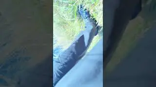 random goat rescue after a baby gets out of the pen.