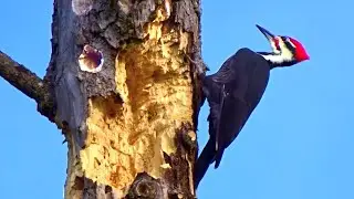 Pileated Woodpecker - Woodpeckers Pecking on Hardwood