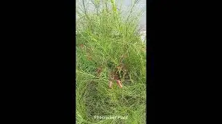 Russelia Equisetiformis (Red Firecracker Plant) | Coral Fountain & Fountainbus Coral Plant