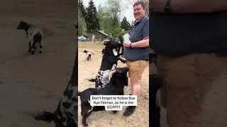 Discovering the Magic of Goat Therapy for Stress Relief! 🐐✨ | Unwind with Nature's Cuddliest Friends