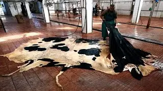 Amazing Modern Harvesting Cowhide Leather Technology Factory, How To Leather Processing is Made