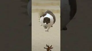 Oh lawd he comin | #minecraft #cat