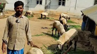 HEAVY NELLORE JUDIPI SHEEPS valarpu murai (Hand feeding sheeps profit&loss explained in details)