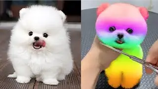 ⚠️Top Funniest Furry Friend Moments #2🐶😺2024's Hilarious Dog & Cat Video