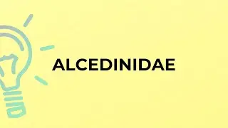 What is the meaning of the word ALCEDINIDAE?