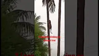 leopard climbing on coconut tree