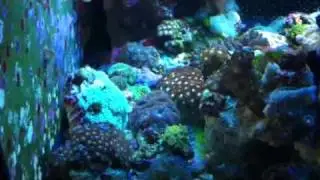 Reef 