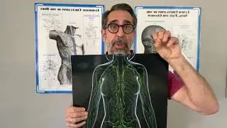 Help Prevent, Heal, or Better Manage Multiple Sclerosis By Reducing Acidity in the Brain