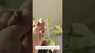Gardening tip : More then one sunflower in single plant !!