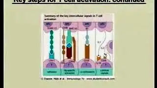 1.15. Antigen Processing and Presentation - Immunology Video Lectures