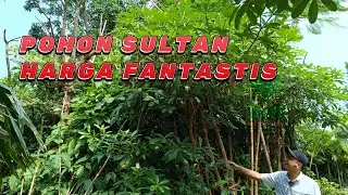 Pohon Pule Jadi Incaran Para Sultan Harga Fantastis