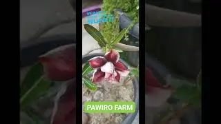 Adenium Rachan Purple Berbuah