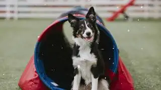 Save 20% on Agility Premium Gift Cards!