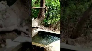 நோய் தீர்க்கும் தீர்த்தம் ! - சுருளிமலை சுருளி அருவித் தீர்த்தம் ! அற்புதம் அற்புதம் ! சிவாயநம 🙏🙏🙏