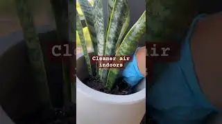Cleaner  Air inside the house, snake Plants!!! #strangerthings  #plants