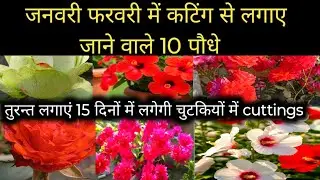 जनवरी समाप्त होने से पहले जरूर लगाएं ये 10फूलों के पौधे की कटिंग्स  Plants which grow from cuttings।