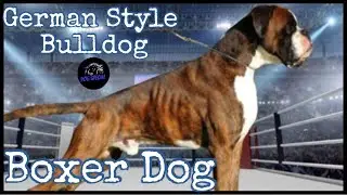 The German Boxer Dog &ndash; Bulldog in the German Style