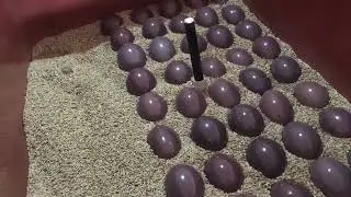 Ovos de Perdiz e Nascimento