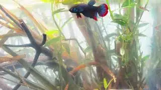 Biotope aquarium - Ban Buketa,Sungai kolok basing (Narathiwat, Tailandia)