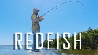 Flats Fishing for Snook, Redfish, Seatrout (Florida)