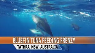 Bluefin tuna feeding frenzy - eating hookless lure next to the boat